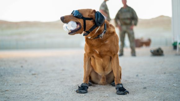 Defence, Equipment and Support (DE&S), the procurement arm of the UK Ministry of Defence (MOD) has awarded a new contract for a ‘canine catalogue’ to support and train its pack of more than 500 military working dogs.