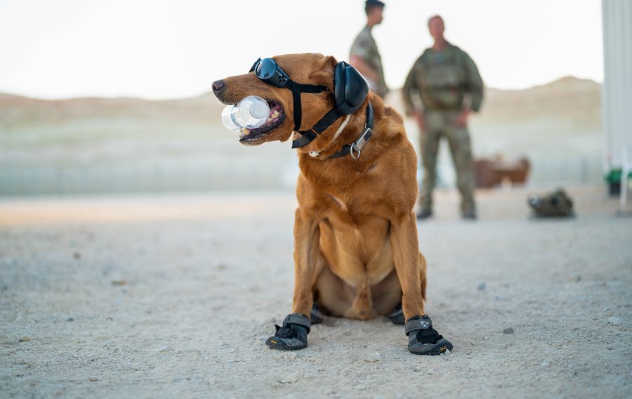 Defence, Equipment and Support (DE&S), the procurement arm of the UK Ministry of Defence (MOD) has awarded a new contract for a ‘canine catalogue’ to support and train its pack of more than 500 military working dogs.